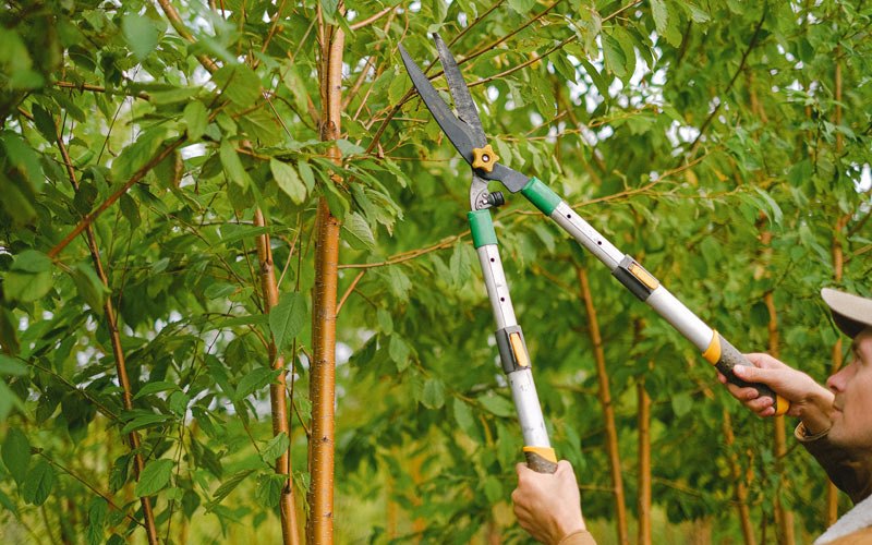 Tree trimming in Stem, NC
