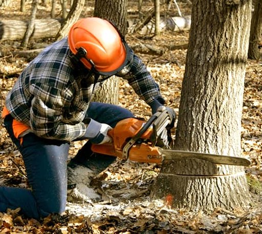 Tree Removal in Stem, NC
